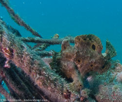 BD-090928-Lembeh-9284781-Antennarius-pictus-(Shaw.-1794)-[Painted-frogfish].jpg